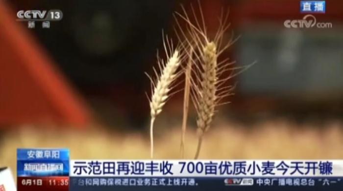 阜阳市足球比赛直播回放，热血赛场，再现辉煌