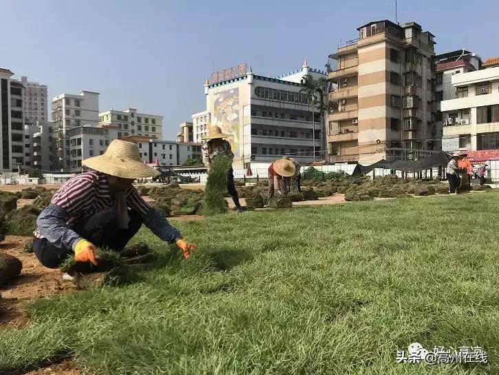 高州市足球场直播现场，活力四溢的体育盛宴