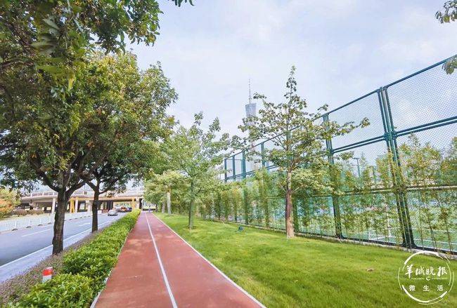 广州体育公园实拍图片——城市绿肺与运动活力的交融