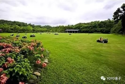 金线莲芬姐足球农庄直播，融合自然与运动的乡村新风尚
