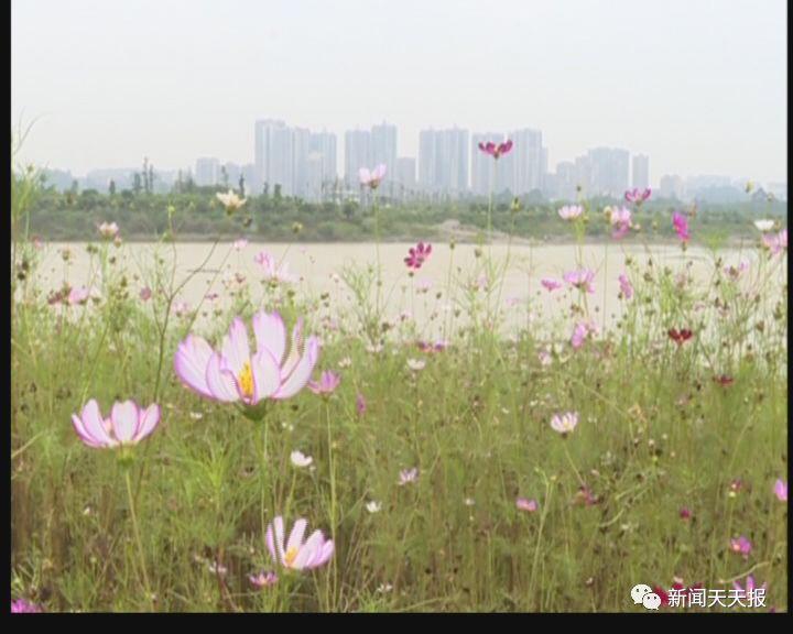 直播足球场广场舞视频播放，新时代的文化交融与娱乐新风尚