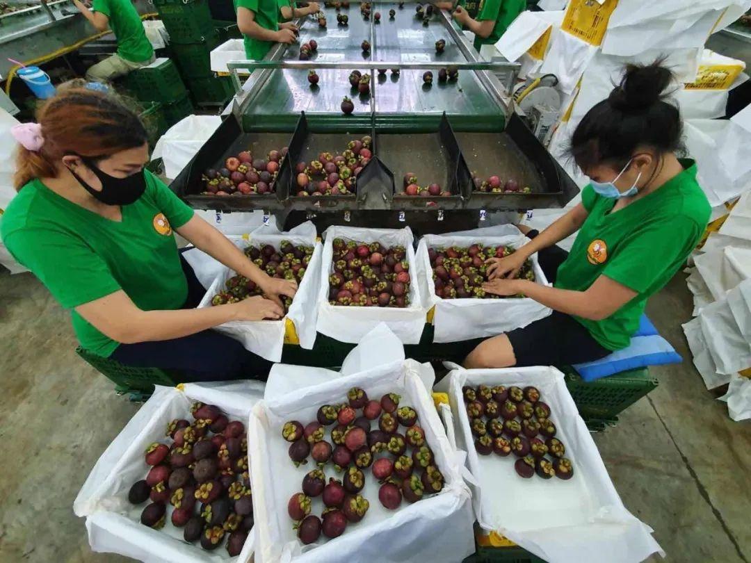 中国足球与泰国的比赛直播时间，期待与激情的交汇点
